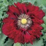 Poppy 'Seriously Scarlet' - Seeds