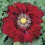 Poppy 'Seriously Scarlet' - Seeds