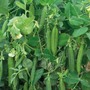 Pea 'Alderman' (Maincrop) - Heritage Seeds