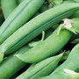 Pea 'Jumbo' (Maincrop) - Seeds