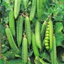 Pea 'Rondo' (Maincrop) - Seeds