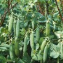 Pea 'Kelvedon Wonder' - Seeds