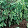 Pea 'Meteor' (First Early) - Seeds