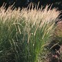 Pennisetum macrourum 'Tail Feathers' - Seeds