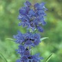 Penstemon heterophyllus 'True Blue' - Seeds