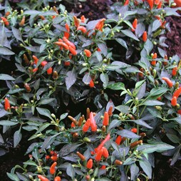 Chilli Pepper 'Demon Red' (Very Hot) - Seeds