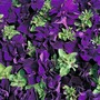 Petunia grandiflora 'Double Cascade Blue' F1 Hybrid