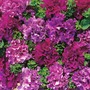 Petunia grandiflora 'Double Cascade Burgundy Plum Vein' F1 Hybrid - Seeds