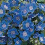 Phacelia viscida 'Tropical Surf'