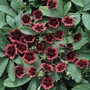 Potentilla thurberi 'Monarch's Velvet' - Seeds