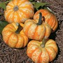 Pumpkin 'Hooligan' F1 Hybrid