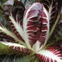 Radicchio 'Rossa di Treviso precoce' - Seeds