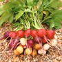 Radish 'Rainbow Mixed' - Seeds