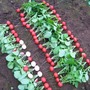 Radish 'Vienna' F1 Hybrid - Seeds