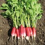 Radish 'Flamboyant 3' - Seeds
