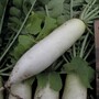 Mooli Radish 'Neptune' F1 Hybrid - Seeds