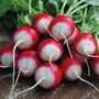 Radish 'Poloneza' - Heritage Seeds