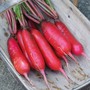 Mooli Radish 'Dragon' F1 Hybrid - Seeds