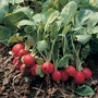 Radish 'Scarlet Globe' - Seeds