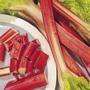 Rhubarb 'Glaskin's Perpetual' - Seeds