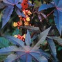 Ricinus communis 'Impala' - Seeds