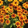 Rudbeckia hirta 'Rustic Dwarfs Mixed' - Seeds