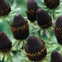Rudbeckia occidentalis 'Green Wizard'