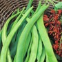 Runner Bean 'Enorma' - Seeds