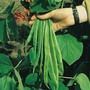 Runner Bean 'Red Rum'