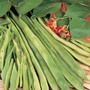 Runner Bean 'Crusader' - Heritage Seeds