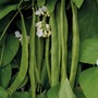 Runner Bean 'Moonlight' - Seeds