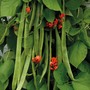 Runner Bean 'Benchmaster' - Seeds