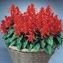 Salvia splendens 'Blaze of Fire' - Seeds