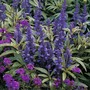 Salvia farinacea 'Victoria'