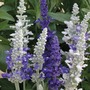 Salvia farinacea 'Seascape Mixed' - Seeds