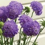 Scabious 'Oxford Blue'