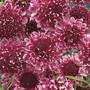 Scabiosa 'Beaujolais Bonnets' - Seeds