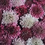 Scabiosa 'Summer Sundae' - Seeds