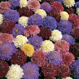 Scabious 'Dwarf Double Mixed' - Seeds