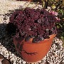 Sedum ussuriense 'Turkish Delight' - Seeds