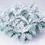 Senecio cineraria 'Silver Dust' - Seeds