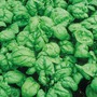 Spinach 'America'