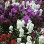 Stock 'Brompton Mixed' - Seeds