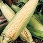Sweetcorn 'Northern Extra Sweet' F1 Hybrid (Supersweet)