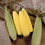 Sweetcorn 'Swift' F1 Hybrid - Seeds