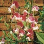 Sweet Pea 'Painted Lady' - Seeds