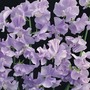 Sweet Pea 'Chatsworth'