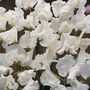 Sweet Pea 'White Supreme' - Seeds