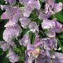 Sweet Pea 'Ballerina Blue'