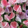 Sweet Pea 'Statesman Mixed' - Seeds